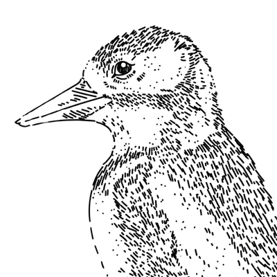 Precyzyjny Dzięcioł