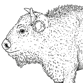 Troskliwy Żubr - kawa z Podlasia