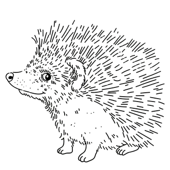 Wdzięczny Jeż - kawa do cukierni